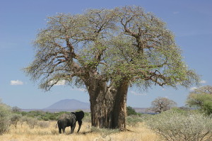 baobab_and_elephant_tanzania_