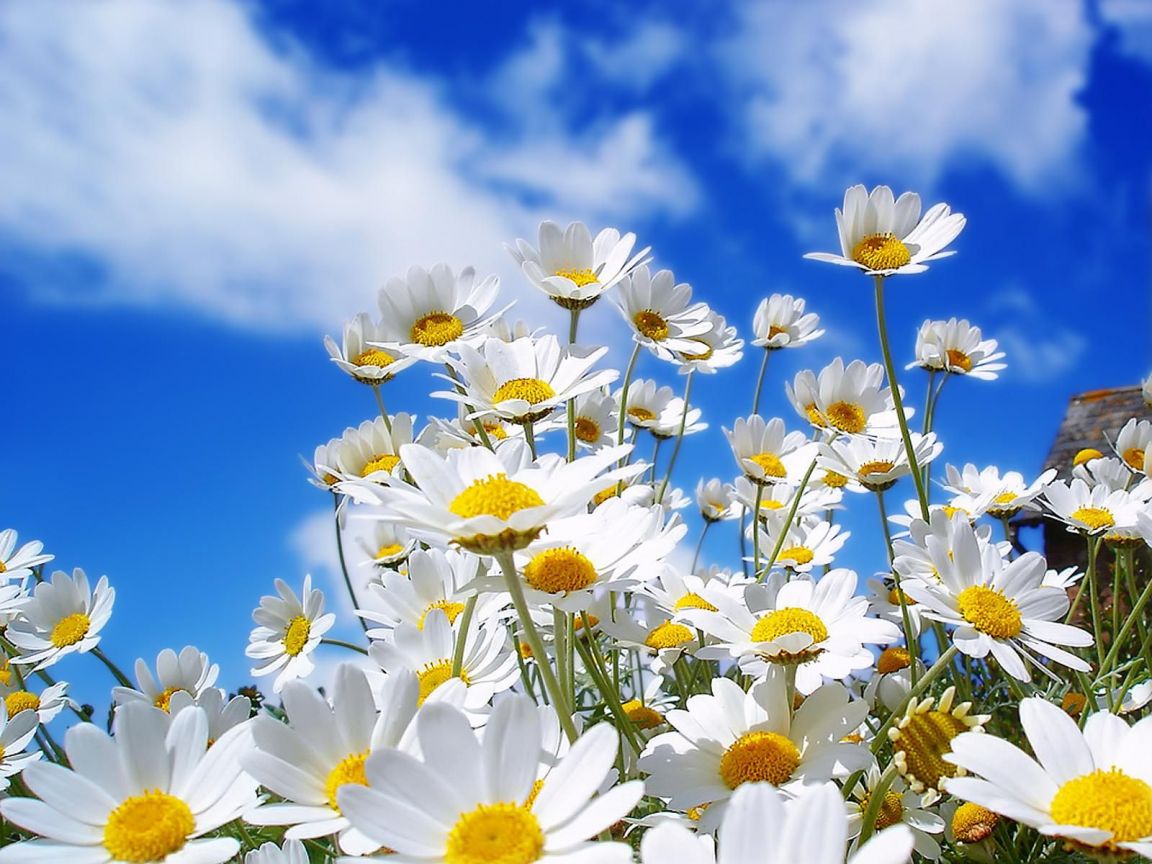 Allergie di primavera: come prevenirle?