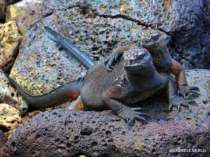 iguana gabriele merlo
