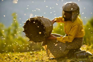 Medena zemja (Honeyland - Il regno delle api), Tamara Kotevska, Ljubomir Stefanov, Macedonia del Nord 2019, 87'_Mietitura